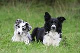 BORDER COLLIE 1571